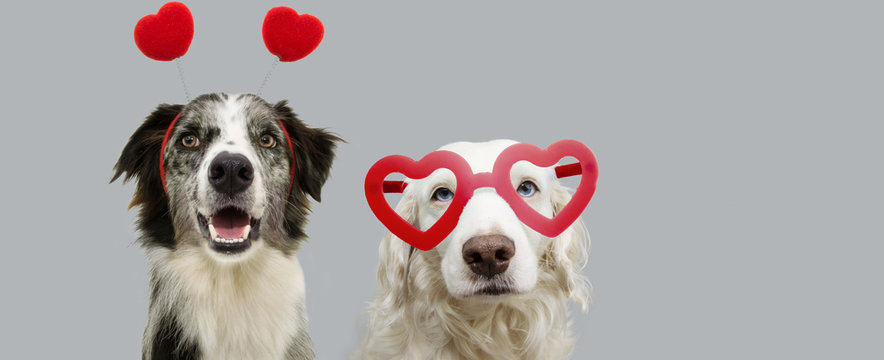 pbanner  two dogs in red heart shaped glasses celebrating valentine's day. Isolated on gray background.