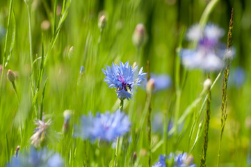 Outdoor blooming blue carnation flowers and green leaves Dianthus chinensis L.