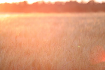 Fototapeta premium Sunset over Field 3