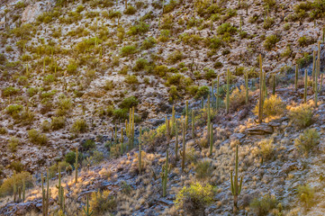 sunset with beautiful green cacti in landscape