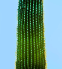 sunset with beautiful green cacti in landscape