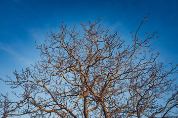 Tree Branches in evening light
