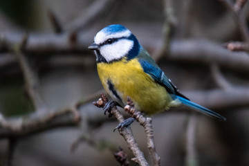 Great tit in the woods