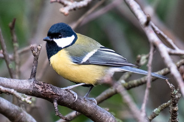 Great tit in the woods