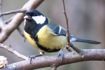 Great tit in the woods