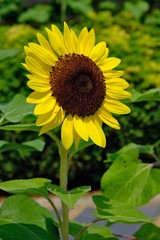 Obraz premium A lone sunflower with bright petals stands out in focus from other sunflowers in the background.