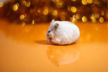 To clean a hamster on an orange background with bokeh
