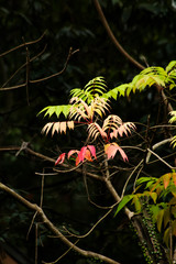 紅葉のグラデーション