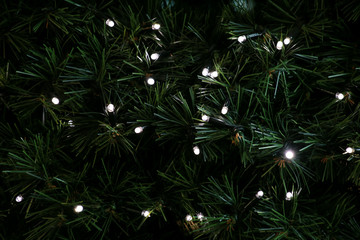 Traditional Christmas flashing lights hanging on green twigs tree of pine as decorated background. Fir tree branches with string rice lights bulbs. Ornaments to christmas celebration, holiday scene.