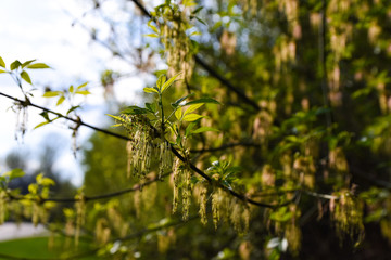 green leaves of a tree