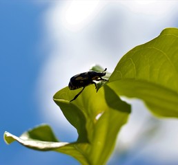 Insect beetle macro