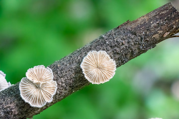 Split gills (Schizophyllum commune) mushroom growing on a tree branch