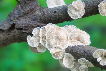 Split gills (Schizophyllum commune) mushroom growing on a tree branch
