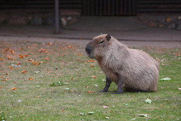 The animal capybara sits on the grass in the zoo.