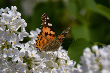 butterfly on flower