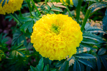 Scenic View Of Marigold Flower.