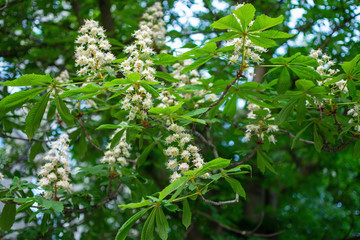Flowering chestnut tree in spring