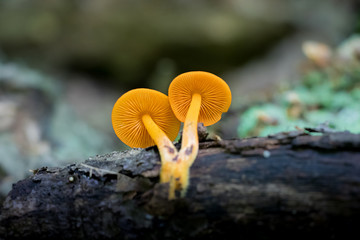 Fototapeta premium Cluster of orange mycena mushrooms (Mycena leaiana)on a log 