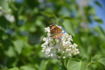 butterfly on flower