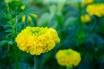 Scenic View Of Marigold Flower.