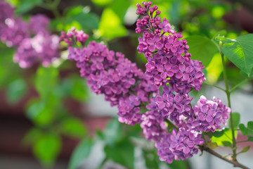 Magenta lilac flowers on blurred background in spring