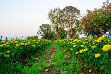 Obraz premium Scenic View Of Marigold Flower Against Sky At Sunset.
