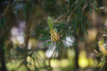 pine tree branch with cones