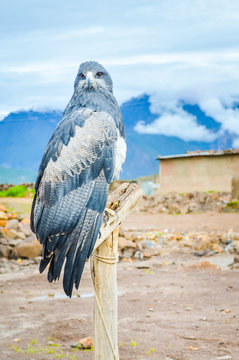Black-chested Buzzard-eagle on the pole in Peru vertical