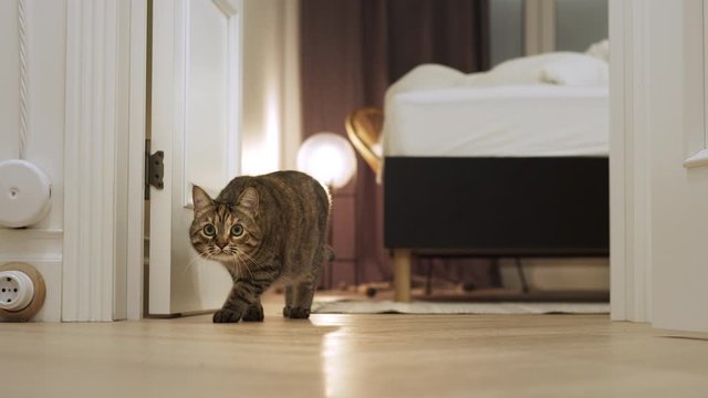 Adorable cat with stupid funny muzzle sneaking and hunting at home. Hunter instinct of Domestic pet.