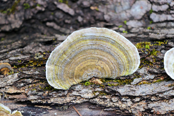 Polypore mushroom (Trametes sp.) growing on a tree log