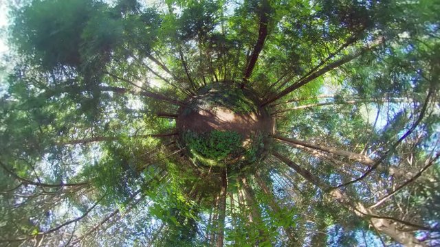Boseong, South Korea 18 July 2019: Daehandawon. Little planet view in forest..