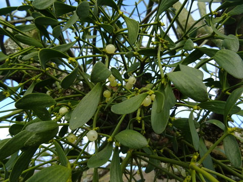 Mistelbeeren