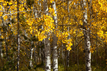 Obraz premium Autumn leaves with yellow and orange