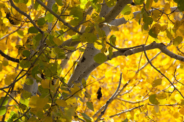 Autumn leaves with yellow and orange