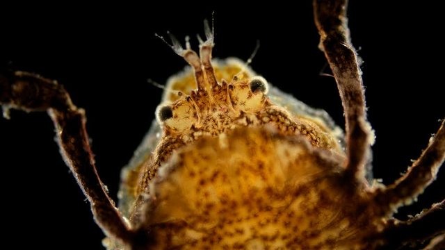 young Brachyura under the microscope, Decapoda detachment, Inhabit in the seas, fresh waters and on land. In the video, close-up eyes