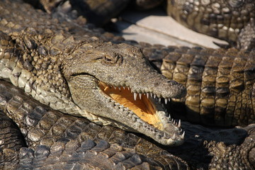 crocodile basking in the sun