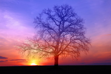Fototapeta na wymiar Silhouette of lonely tree without leaves on sunset background