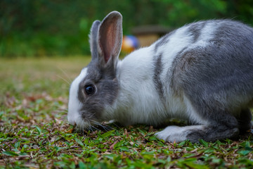 Super cute white and grey rabbit 