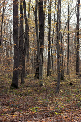 Fototapeta premium Autumn in the forest the last warm Sunny days of the outgoing summer, evening sunset foliage underfoot a walk in nature.