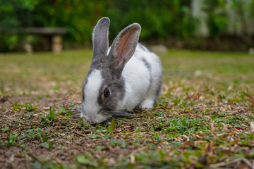 Super cute white and grey rabbit 