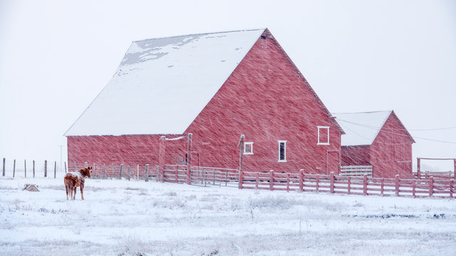 Idaho Farm With A Red Barn And Fence And A Horse With Snow On The Ground