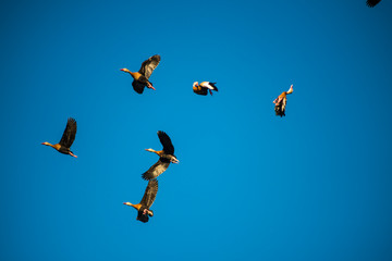 Last flight
