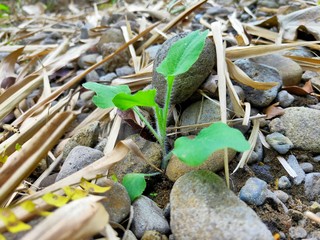 views of wild plants that live sileng times that there are rocks of this plant grow naturally and are often encountered at times sileng