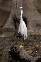 Aigrette garzette, .Egretta garzetta, Little Egret,