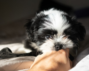 Dog puppy playing with human hand