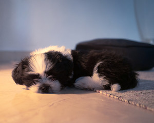 Dog puppy lying on the floor