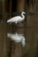 Aigrette garzette, .Egretta garzetta, Little Egret,