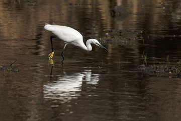 Aigrette garzette, .Egretta garzetta, Little Egret,