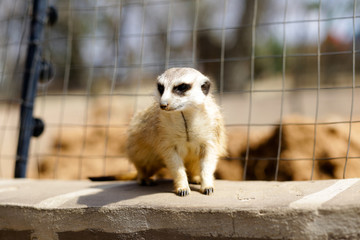 meerkat standing on a fence