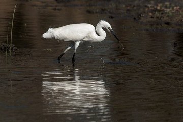 Aigrette garzette, .Egretta garzetta, Little Egret,